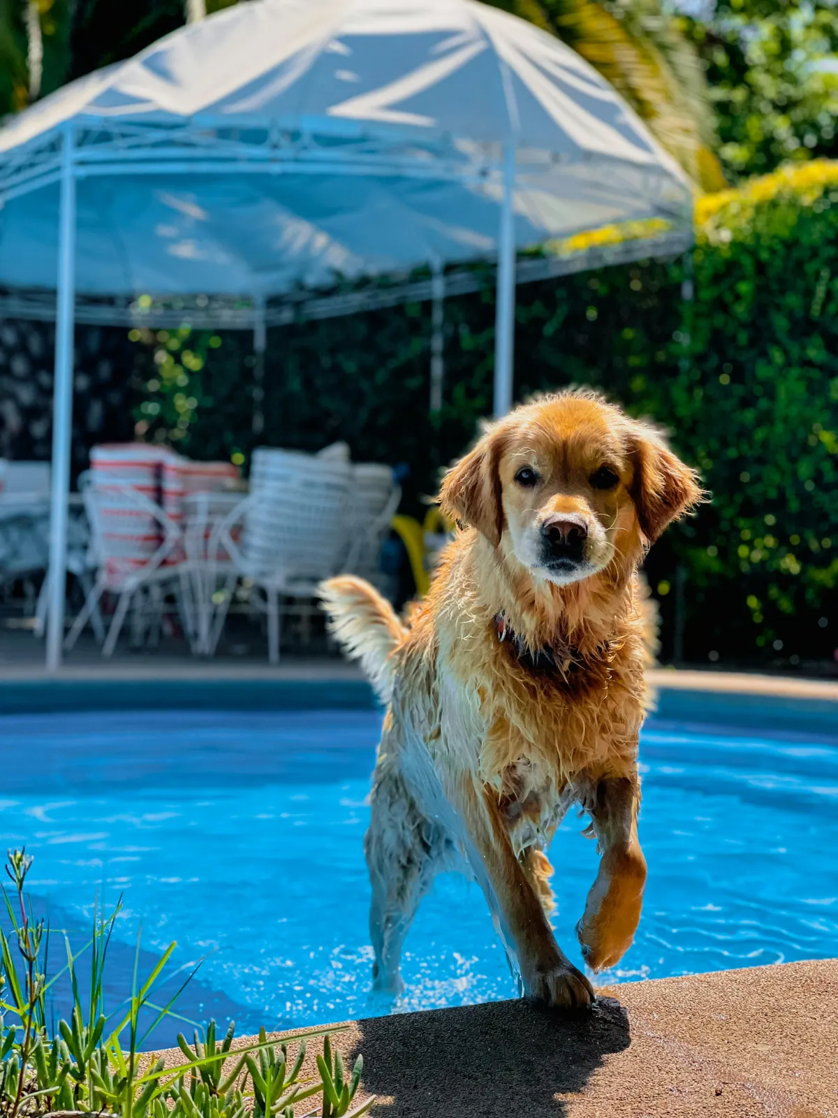 A fibreglass pool installation in a Jimboomba, QLD backyard by FGP Fibreglass Pools